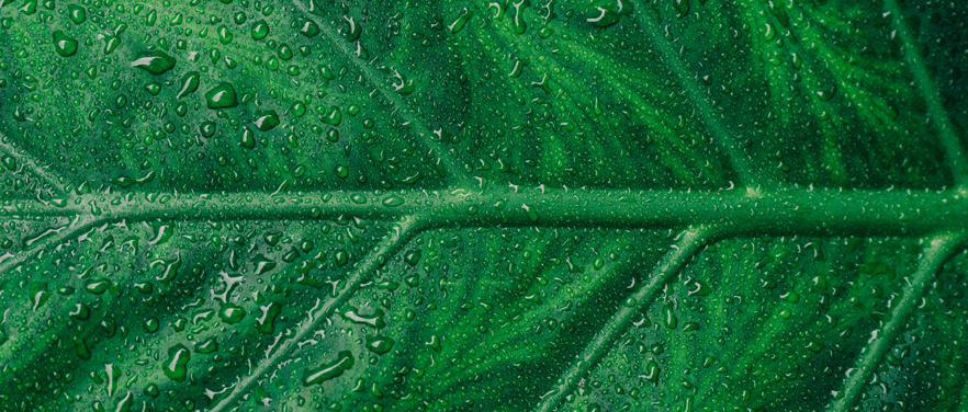 Banner Main Image